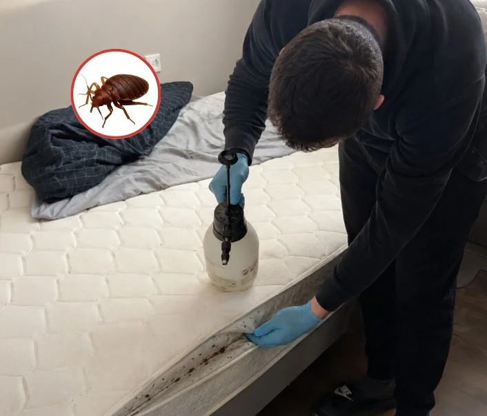 Technicien traitant un matelas contre les punaises de lit à La Villeneuve-en-Chevrie